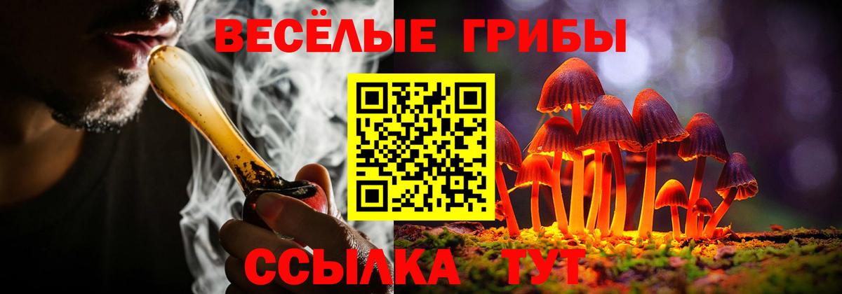 Псилоцибиновые грибы Psilocybe Кизилюрт